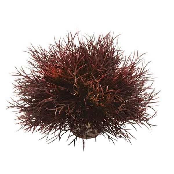 biOrb Sea Lily Crimson 1 biOrb Sea Lily Crimson