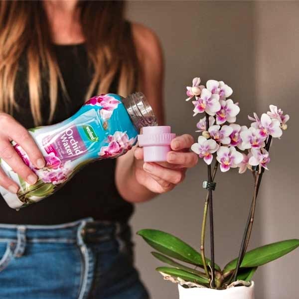Westland Orchid Water Ready To Use 720ml 4 Westland Orchid Water Ready To Use 720ml - Image 4