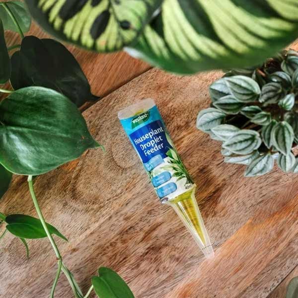 Westland Houseplant Droplet Feeder 40ml Single 2 Westland Houseplant Droplet Feeder 40ml Single - Image 2