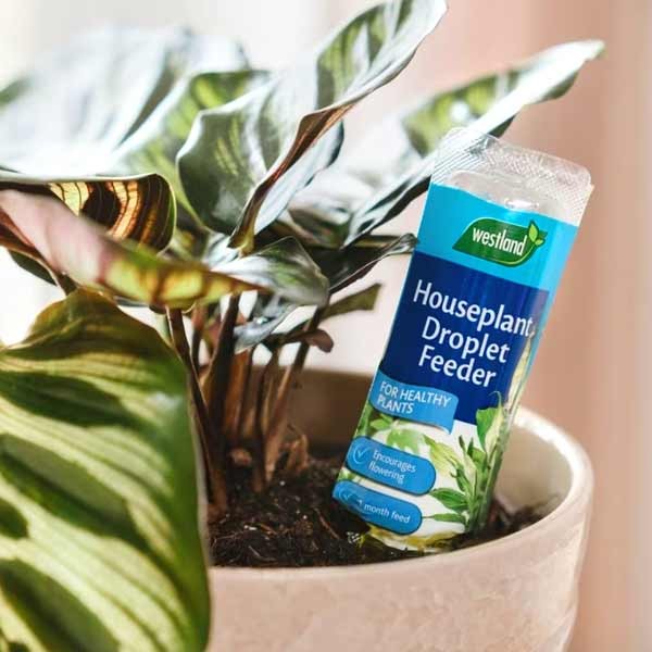 Westland Houseplant Droplet Feeder 40ml Single 3 Westland Houseplant Droplet Feeder 40ml Single - Image 3