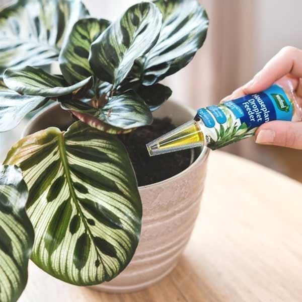 Westland Houseplant Droplet Feeder 40ml Single 4 Westland Houseplant Droplet Feeder 40ml Single - Image 4