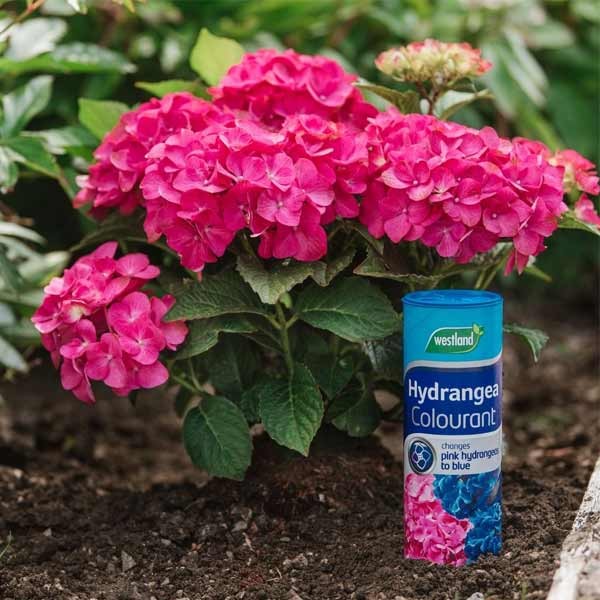 Westland Hydrangea Colourant 500g 2 Westland Hydrangea Colourant 500g - Image 2