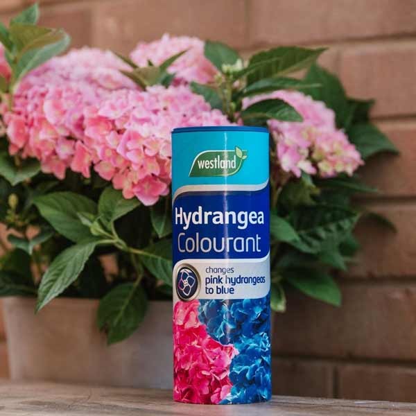 Westland Hydrangea Colourant 500g 3 Westland Hydrangea Colourant 500g - Image 3