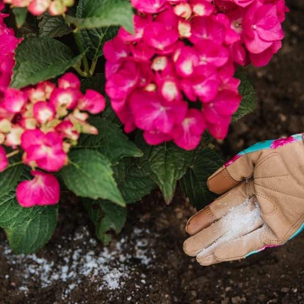 Westland Hydrangea Colourant 500g 4 Westland Hydrangea Colourant 500g - Image 4