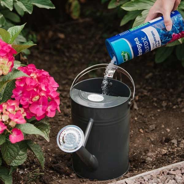 Westland Hydrangea Colourant 500g 5 Westland Hydrangea Colourant 500g - Image 5