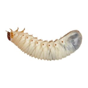 Instore Fruit-beetle (Pachnoda) Grubs Pre-Pack