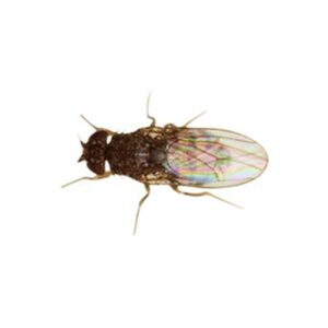 Instore Flightless Fruitfly Culture
