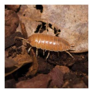 Instore Giant Orange Woodlice Pre-Pack