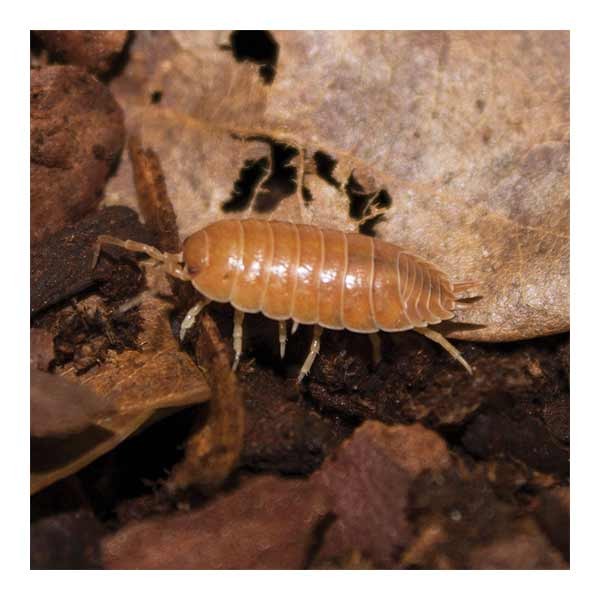 Instore Giant Orange Woodlice Pre-Pack 1 Instore Giant Orange Woodlice Pre-Pack