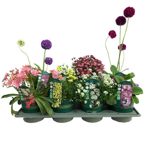 Alpine Plant 1 Litre - Single Pot