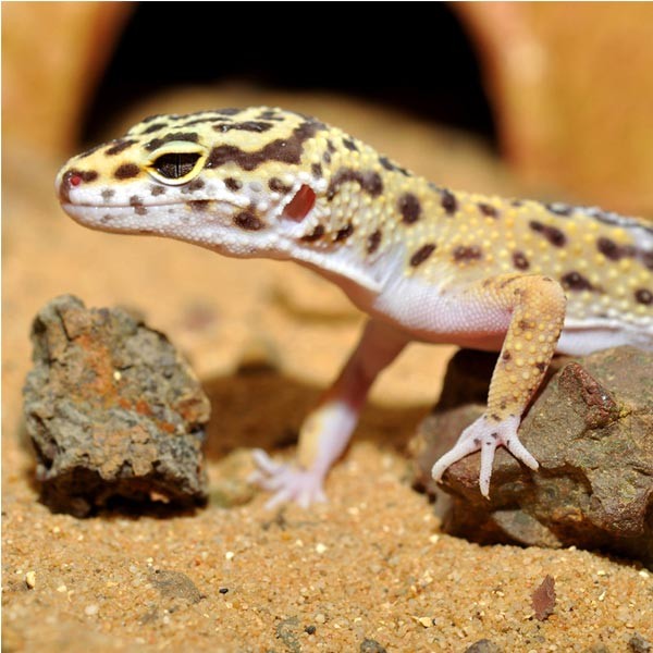 Habistat Leopard Gecko Bedding 10kg 2 Habistat Leopard Gecko Bedding 10kg - Image 2