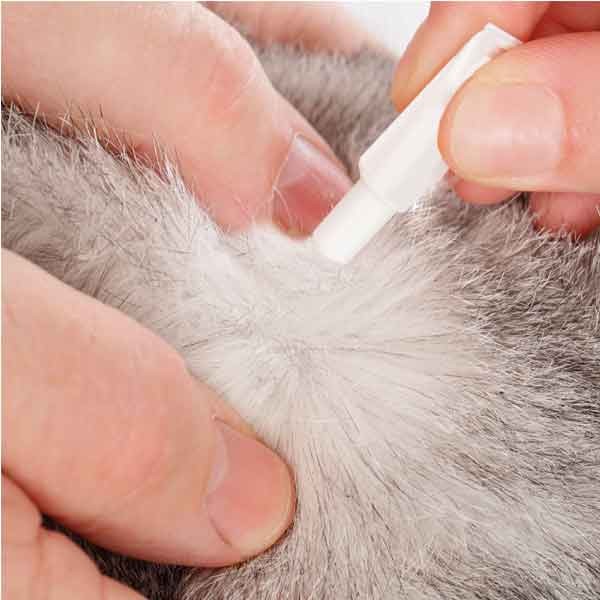 Beaphar FIPROtec Combo Flea & Tick Spot-on for Cats Single 4 Beaphar FIPROtec Combo Flea & Tick Spot-on for Cats Single - Image 4