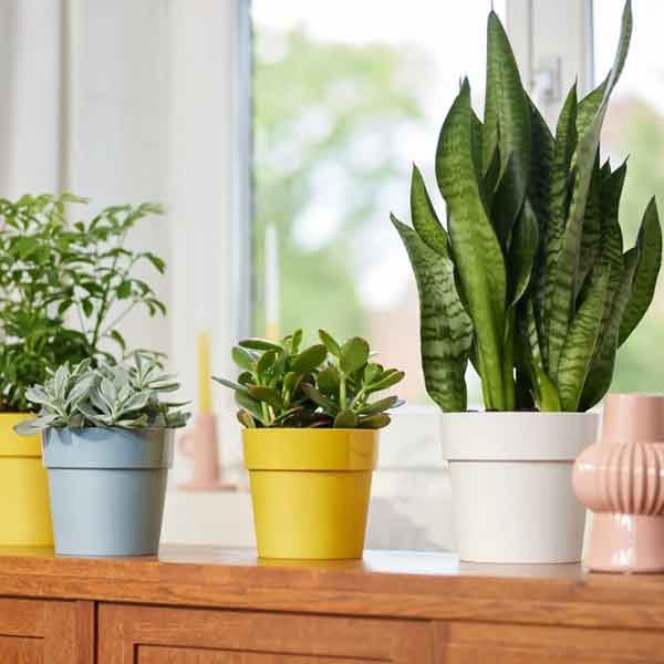 Elho B.for Original Round White Mini 13cm Flower Pot 5 Elho B.for Original Round White Mini 13cm Flower Pot - Image 5