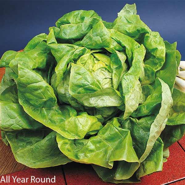 Unwins Lettuce All Sorts Mix Seeds 5 Unwins Lettuce All Sorts Mix Seeds - Image 5