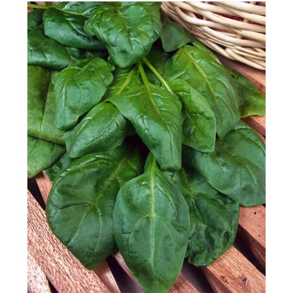 Unwins Spinach Beet Perpetual Seeds 2 Unwins Spinach Beet Perpetual Seeds - Image 2