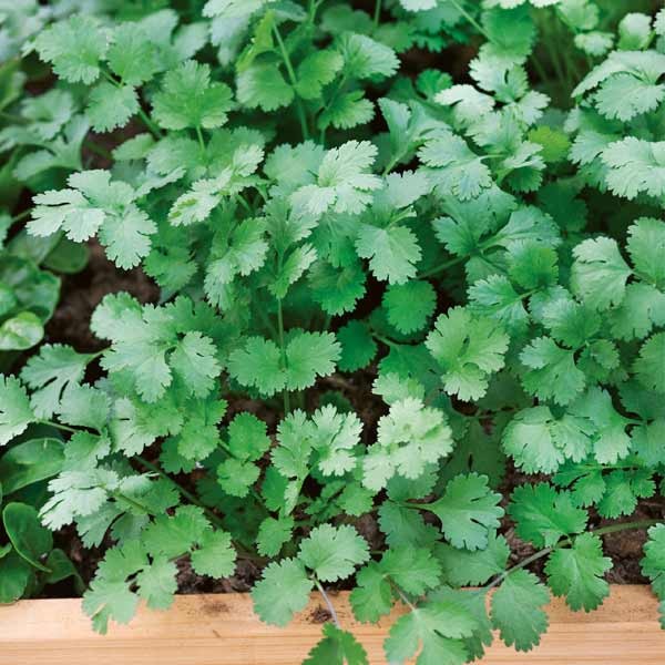 Unwins Fine Leaved Coriander Seeds 2 Unwins Fine Leaved Coriander Seeds - Image 2
