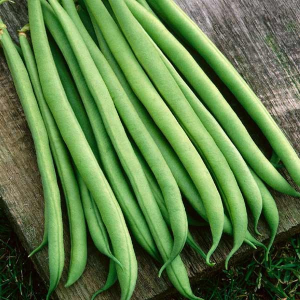 Unwins French Climbing Bean Isabel 2 Unwins French Climbing Bean Isabel - Image 2