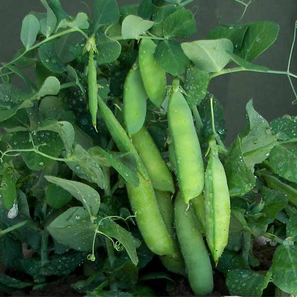 Unwins Early Pea Half Pint Seeds 2 Unwins Early Pea Half Pint Seeds - Image 2