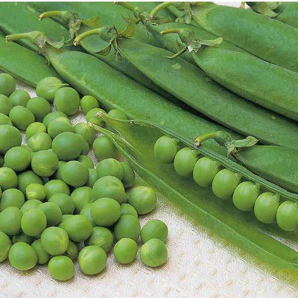 Unwins Pea Kelvedon Wonder (Early) Seeds 2 Unwins Pea Kelvedon Wonder (Early) Seeds - Image 2