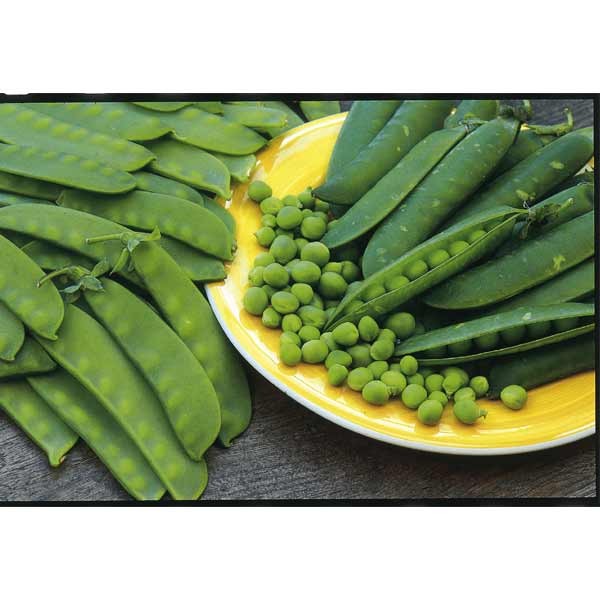Unwins Pea Mangetout Delikata 2 Unwins Pea Mangetout Delikata - Image 2