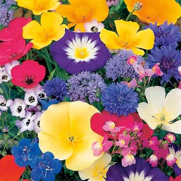 Unwins Annual Flowers Dwarf Mix Seeds 2 Unwins Annual Flowers Dwarf Mix Seeds - Image 2