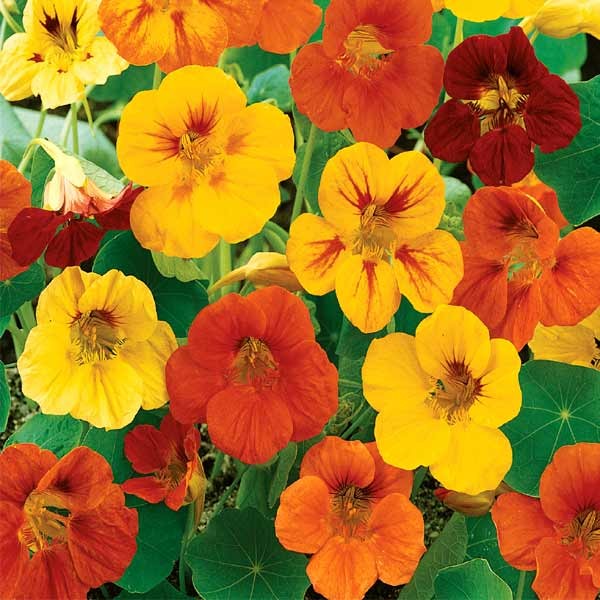 Unwins Nasturtium Maharajah Mix Seeds 2 Unwins Nasturtium Maharajah Mix Seeds - Image 2