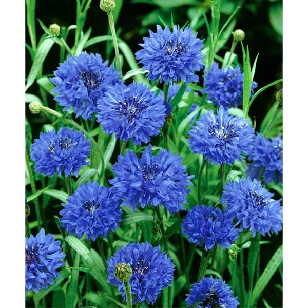 Unwins Nature's Haven Wildflower Cornflower Seeds 1 Unwins Nature's Haven Wildflower Cornflower Seeds