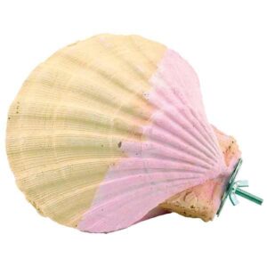 Edible Calcium Clam Parrot Perch Large