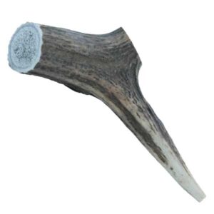 The Wild Antler Co Natural Half Antler Chew Medium Dog Treat