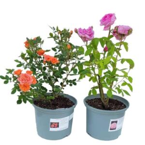 Pococks Roses