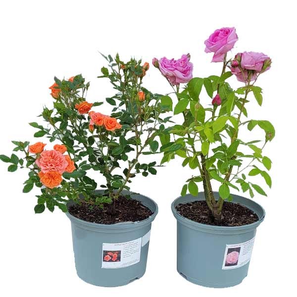 Assorted Bush & Patio Rose Plants