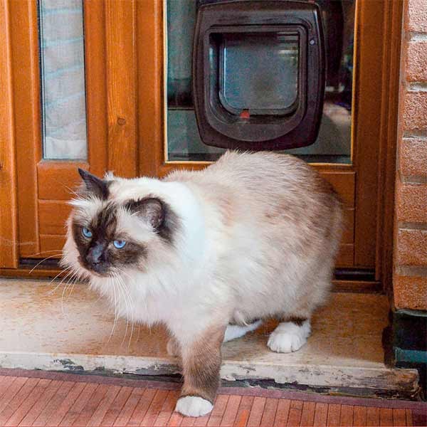 Ferplast Swing Microchip Opening System Cat Flap White 3 Ferplast Swing Microchip Opening System Cat Flap White - Image 3