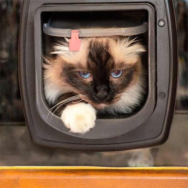 Ferplast Swing Microchip Opening System Cat Flap White 4 Ferplast Swing Microchip Opening System Cat Flap White - Image 4