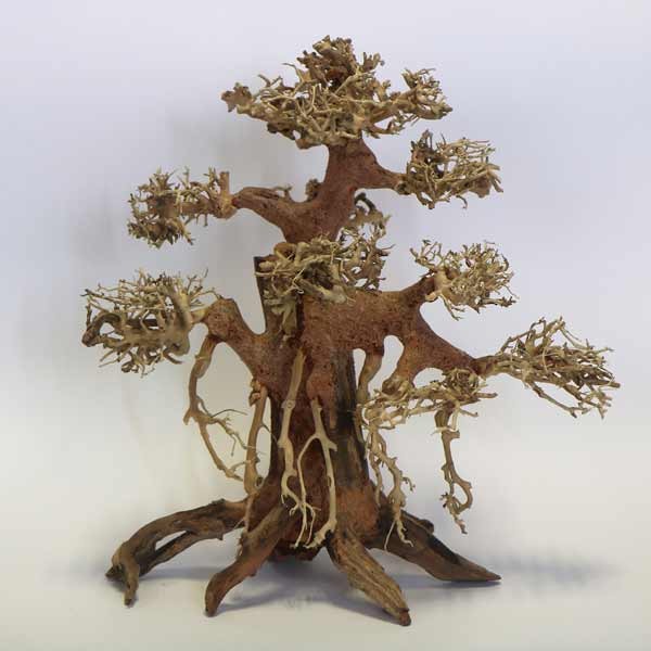 Betta Banyan Bonsai Wood Piece 30x30x15cm 1 Betta Banyan Bonsai Wood Piece 30x30x15cm