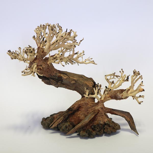 Betta Ancient Pine Bonsai Wood Piece 23x17x10cm 1 Betta Ancient Pine Bonsai Wood Piece 23x17x10cm