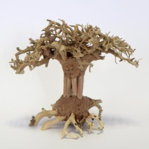 Betta Pagoda Bonsai Wood Piece 10x15x10cm