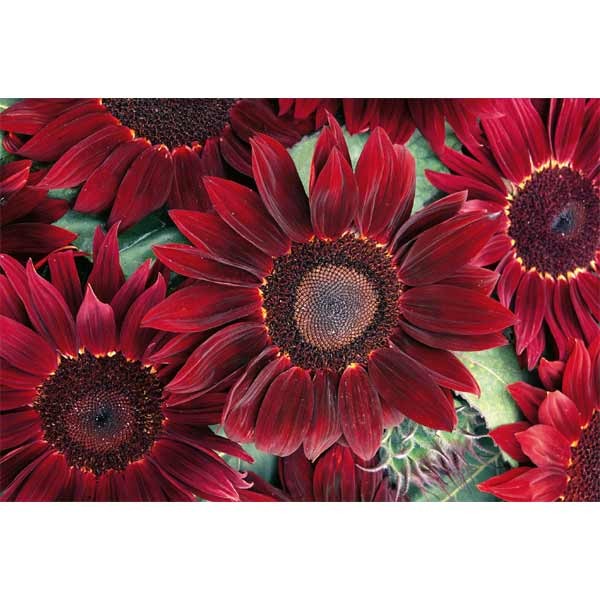 Unwins Sunflower Rouge Royale Seeds 2 Unwins Sunflower Rouge Royale Seeds - Image 2