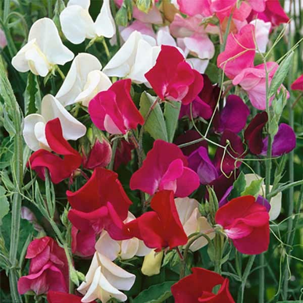 Unwins Sweet Pea Old Fashioned Selection Seeds 2 Unwins Sweet Pea Old Fashioned Selection Seeds - Image 2
