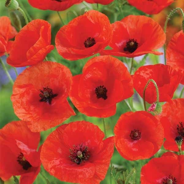 Unwins Nature's Haven Wildflower Corn Poppy Seeds 2 Unwins Nature's Haven Wildflower Corn Poppy Seeds - Image 2