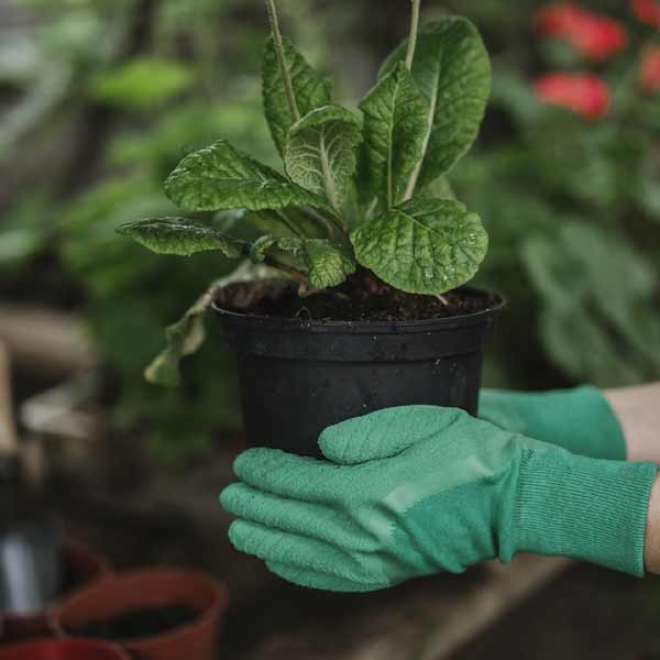 Kent & Stowe Ultimate All Round Gardening Gloves - Green Ladies Small 4 Kent & Stowe Ultimate All Round Gardening Gloves - Green Ladies Small - Image 4