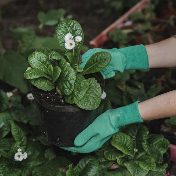 Kent & Stowe Ultimate All Round Gardening Gloves - Green Ladies Medium 2 Kent & Stowe Ultimate All Round Gardening Gloves - Green Ladies Medium - Image 2