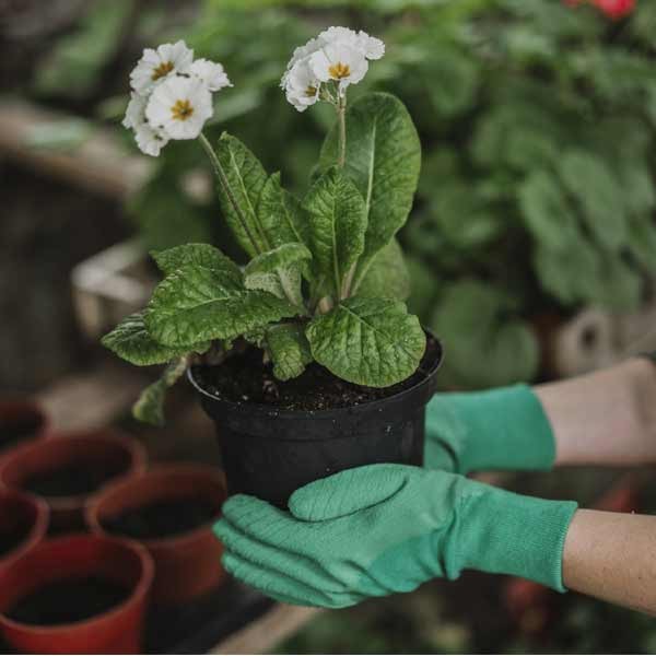 Kent & Stowe Ultimate All Round Gardening Gloves - Green Ladies Medium 3 Kent & Stowe Ultimate All Round Gardening Gloves - Green Ladies Medium - Image 3