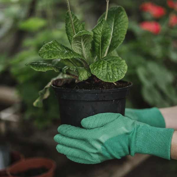 Kent & Stowe Premium Seed & Weed Gloves - Ladies Small 6 Kent & Stowe Premium Seed & Weed Gloves - Ladies Small - Image 6