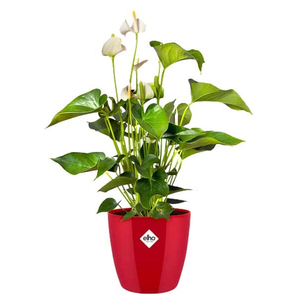 Elho Brussels Diamond Round Lovely Red 14cm Flower Pot 2 Elho Brussels Diamond Round Lovely Red 14cm Flower Pot - Image 2