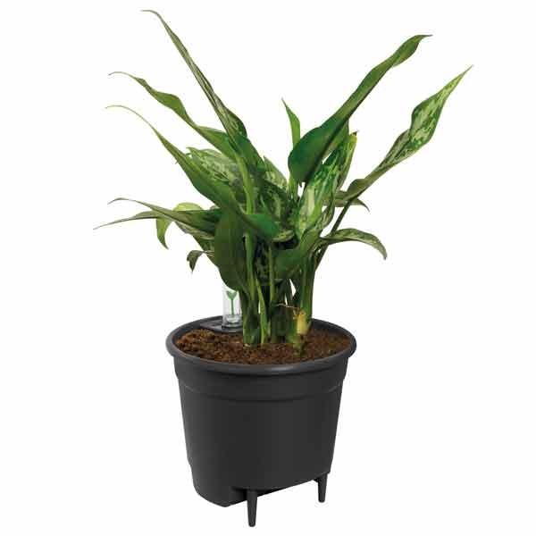 Elho Self-Watering Insert Living Black 24cm 2 Elho Self-Watering Insert Living Black 24cm - Image 2