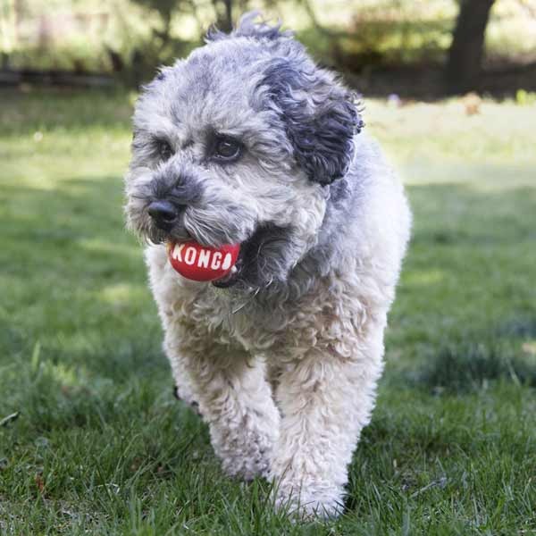 KONG Signature Ball 2 Pack Medium Dog Toy 2 KONG Signature Ball 2 Pack Medium Dog Toy - Image 2
