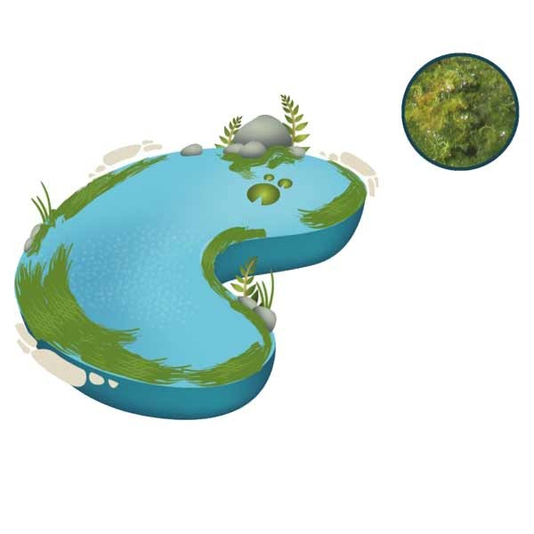 NT Labs Blanketweed Balance Powder 4kg 2 NT Labs Blanketweed Balance Powder 4kg - Image 2