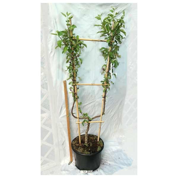 Apple Red Boskoop (M26) U trained 20 Litre
