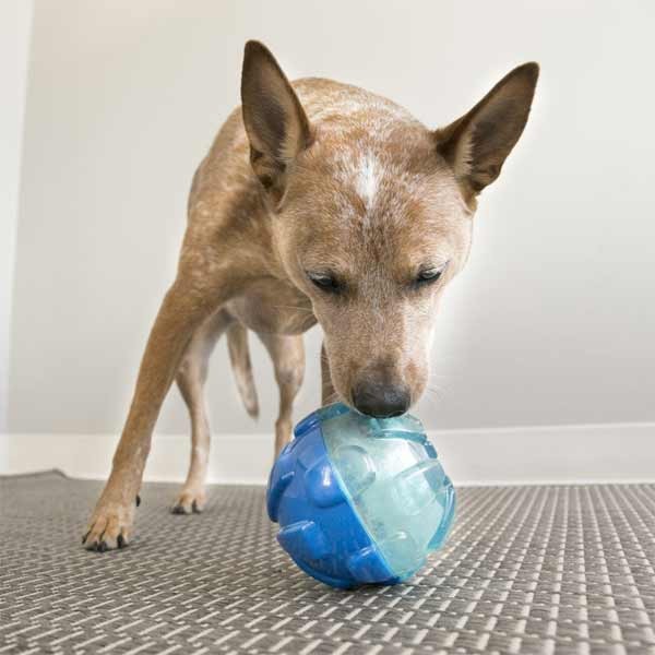 KONG Rewards Shell Small Dog Toy 2 KONG Rewards Shell Small Dog Toy - Image 2