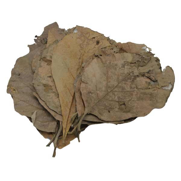 Betta Teak Leaves 10 Pack 1 Betta Teak Leaves 10 Pack